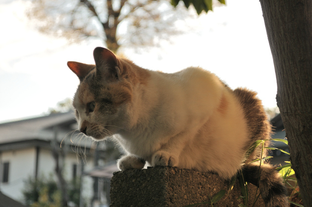DSC_7052 (2)_00001.jpg