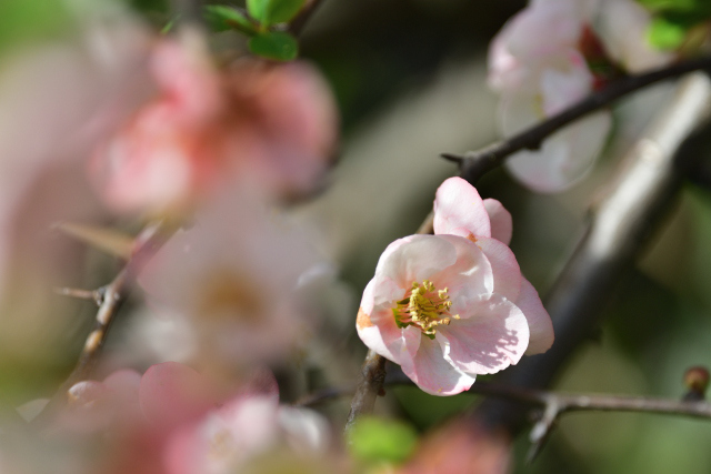DSC_7145_001.JPG