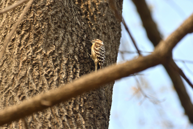 DSC_7167_001.JPG