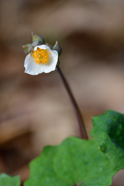 DSC_7177_001.JPG