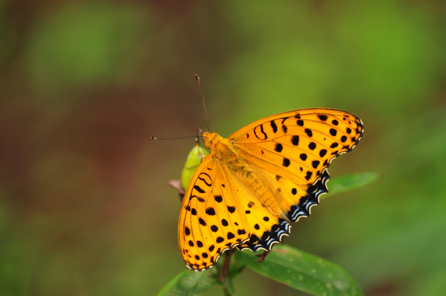 DSC_7220 (2)_00001.jpg