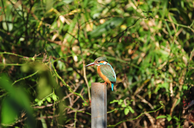DSC_7268 (2)_00001.jpg