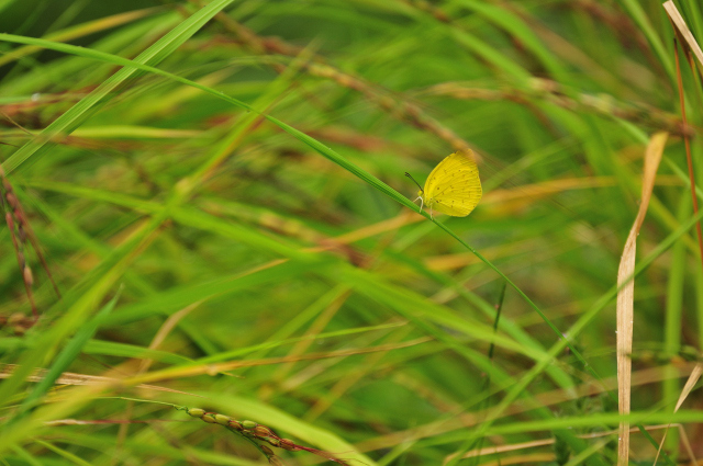 DSC_7303 (2)_00001.jpg