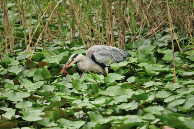 DSC_7313 (2)_00001.jpg