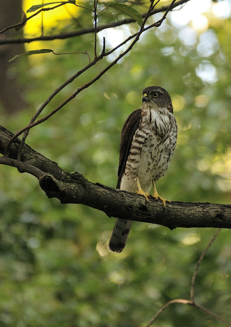 DSC_7354 (2)_00001.jpg