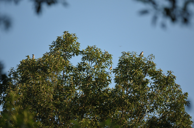 DSC_7425 (2)_00001.jpg