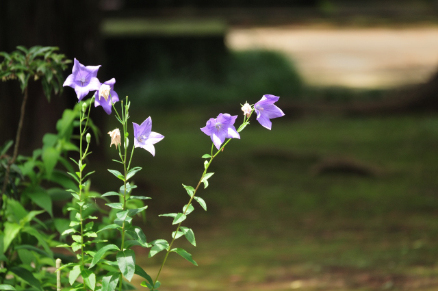 DSC_7489 (2)_00001.jpg