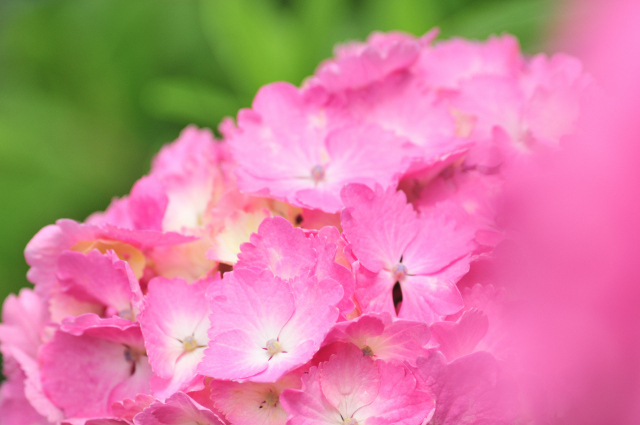 DSC_7646_001.JPG