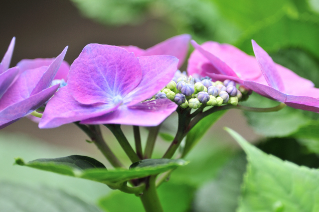 DSC_7657_001.JPG