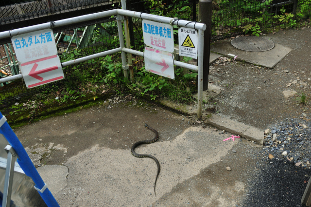 DSC_7693 (2)_00001.jpg