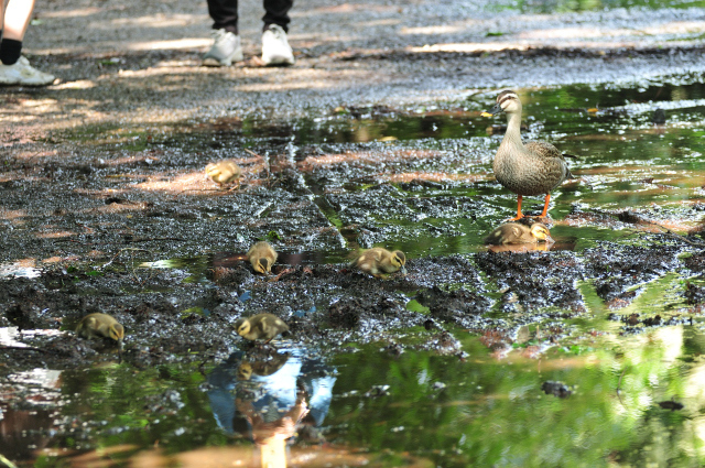 DSC_7764_001.JPG