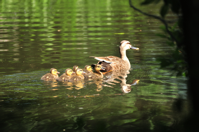 DSC_7887_001.JPG