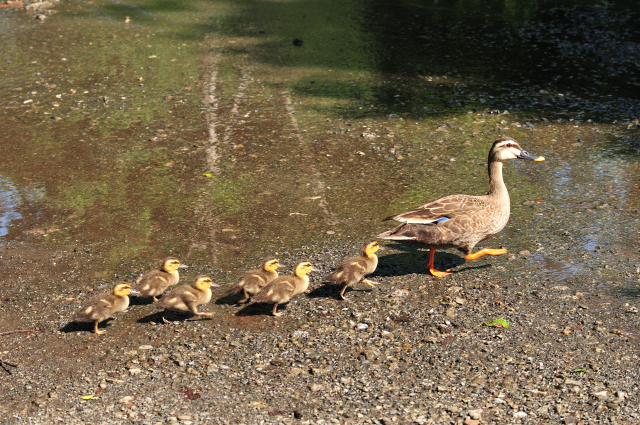 DSC_7951_001.JPG