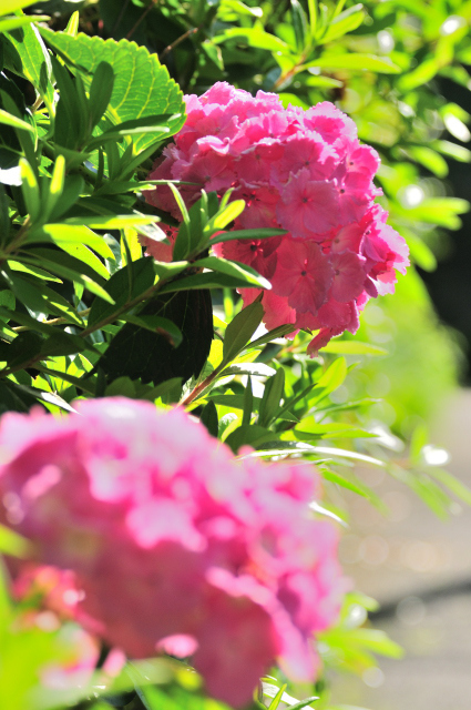 DSC_7970_001.JPG