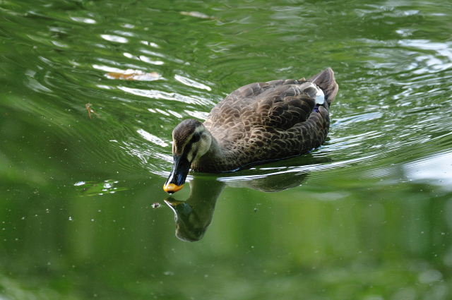 DSC_7987 (2).jpg