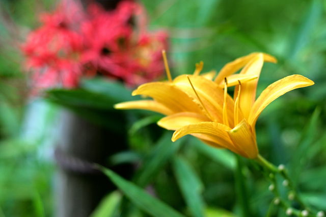 DSC_8600_001.JPG