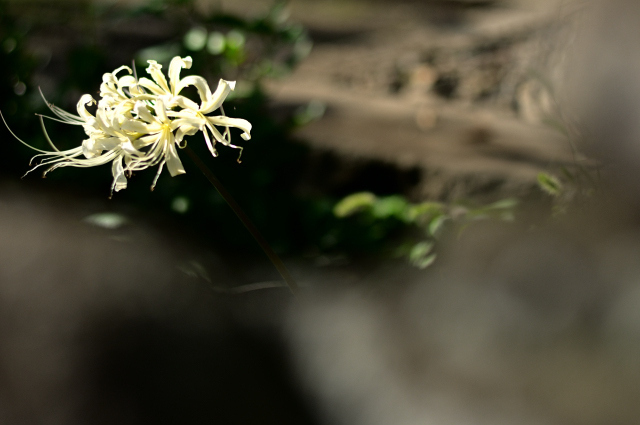 DSC_8618_001.JPG
