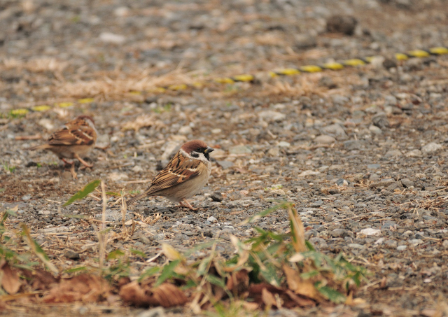 DSC_8658 (2)_00002.jpg