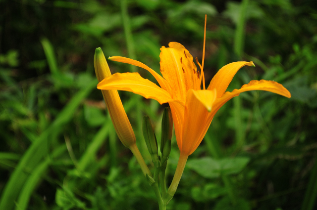 DSC_8802 (2)_00001.jpg