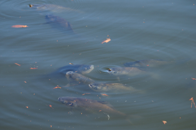 DSC_8973_001.JPG