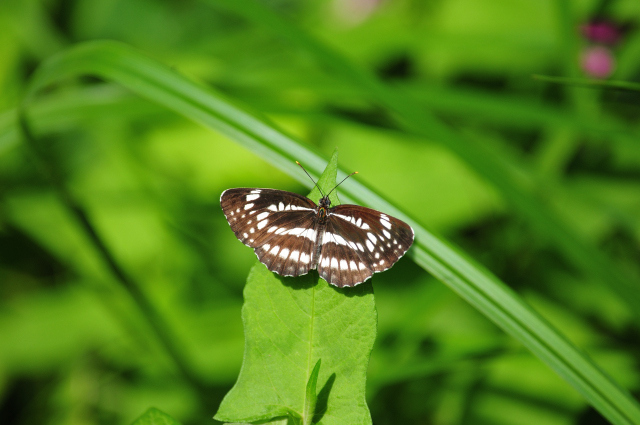 DSC_9062 (2)_00001.jpg