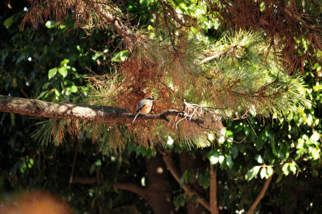 DSC_9166 (2)_00002.jpg