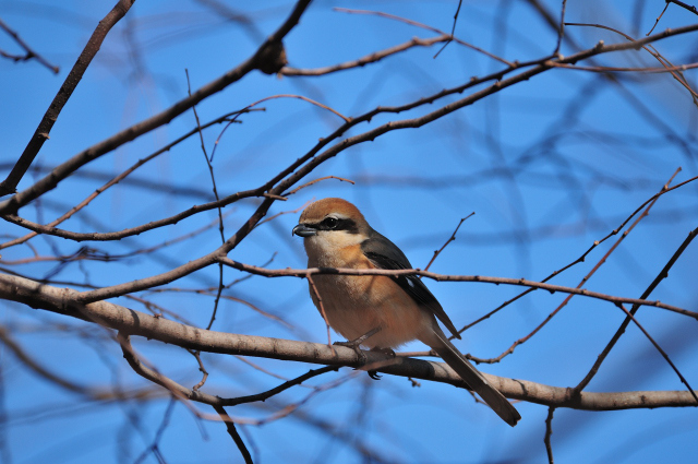 DSC_9209 (2)_00002.jpg
