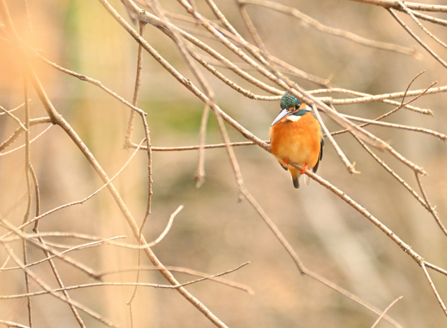DSC_9375_001.JPG