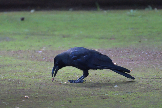 DSC_9683_001.JPG