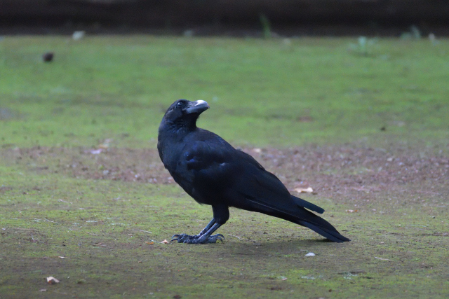DSC_9687_001.JPG
