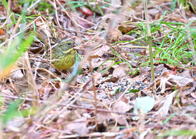 DSC_9700_001.JPG