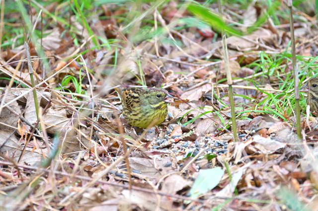 DSC_9756_001.JPG