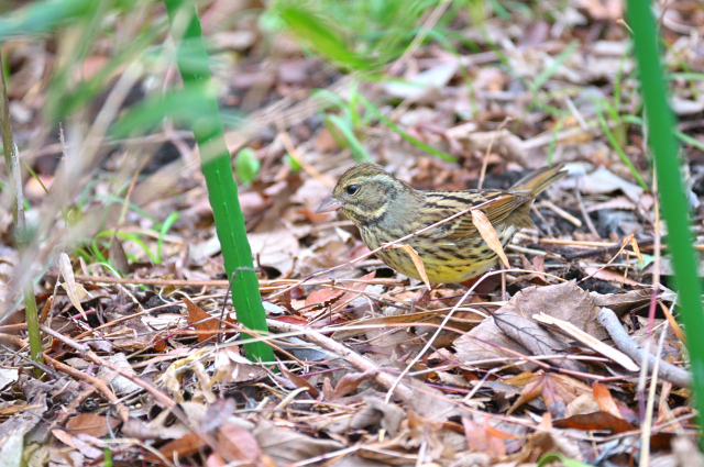 DSC_9778_001.JPG