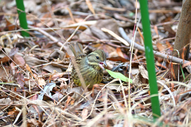 DSC_9798_001.JPG