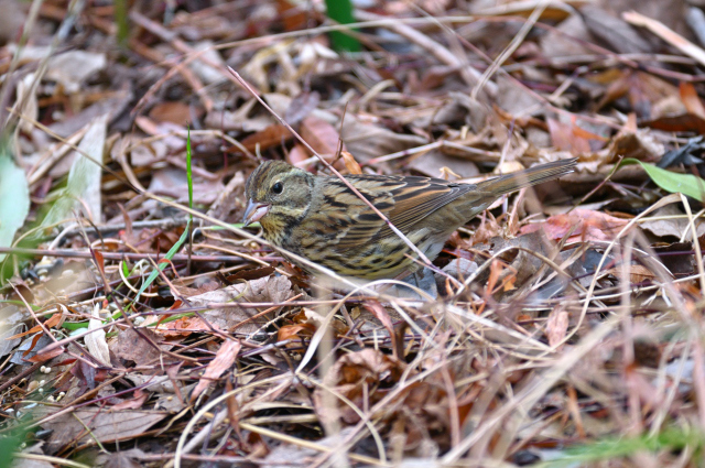 DSC_9818_001.JPG
